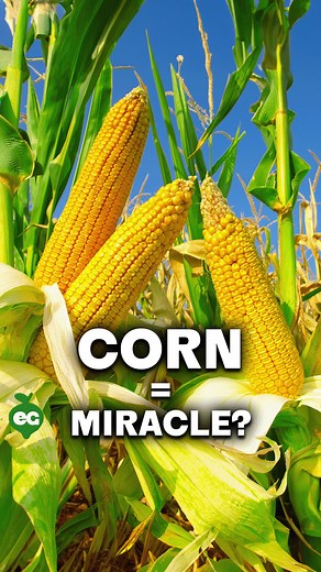 Though corn is one of the most grown crops in the USA, few people know how it ACTUALLY grows! When corn gets to a certain size, it produces tassels, the male part of the plant. These are at the top of the corn stalk. Below, little ears of corn start to form and silks, the female part, peek out of the top. The tassels and silks work together in a fascinating dance to create perfect ears of corn. The tassels are rustled by wind, releasing grains of pollen that - with any luck - land on the silks a