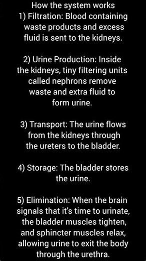 Urinary System Of functions and Structure....