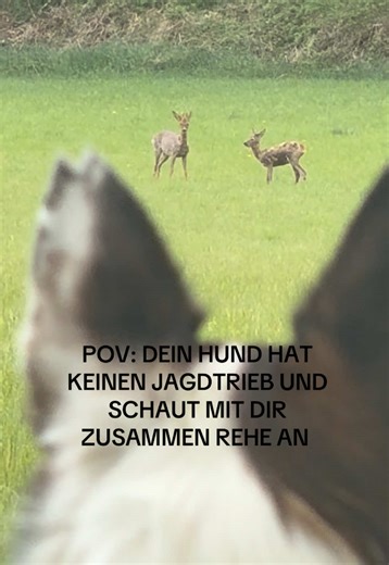 Rehe beobachten mit Hund: ruhiger Sommer-Spaziergang