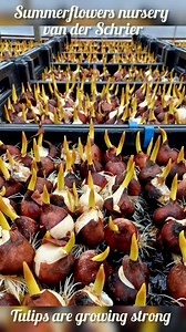 Within less than two weeks the lovely Tulip White prince and Jumbo Pink will be available again from Summerflowers nursery van der Schrier. Keep your eyes open for these beauties!! (https://www.summerflowers.nl/en/grower/jan-van-der-schier-vof/) | Summerflowers