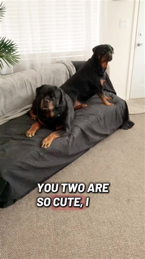 Loving Moments with Rottweilers Unleashed