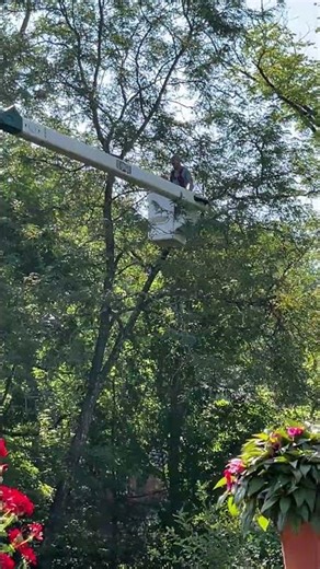 Hi-Ranger tree trimming