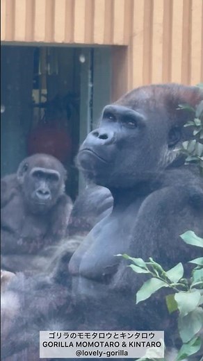 ゴリラ🦍パパと僕 モモタロウとキンタロウ Gorilla Momotaro and Kintaro father and son #gorilla #ゴリラ #京都市動物園
