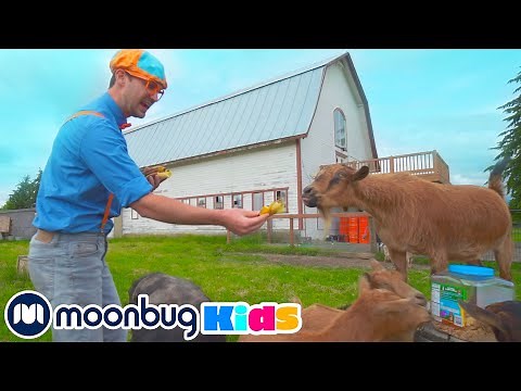 Blippi Visits a Farm | Blippi animals | Animal Cartoons | Funny Cartoons | Learn about Animals