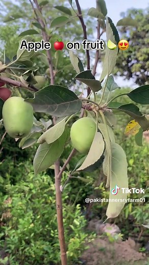 Pakistan Nursery Farm Pattoki Apple & Lemon Fruit Tour