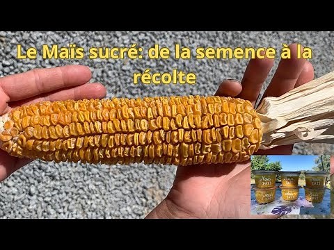 Maïs sucré: de la semence à la récolte