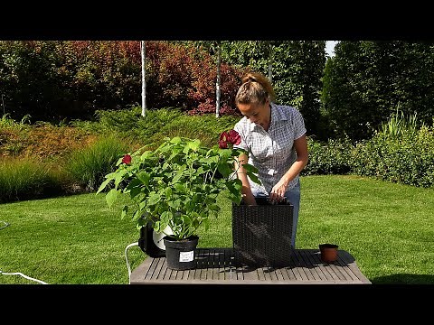 Hibiskus bagienny, ketmia bagienna, hibiskus bylinowy - wymagania i pielęgnacja