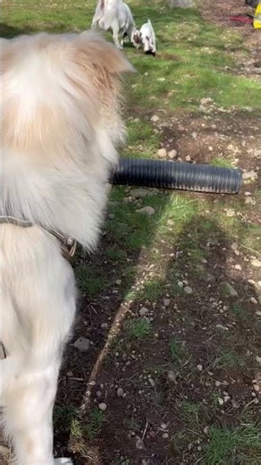 Why Is my Goat Valentina Screaming…