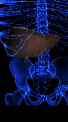 Alcohol Liver Disease 3D Animation