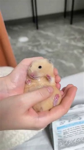 Tweets Of Hamster (@TweetsOfHamster) on X