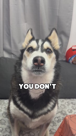 35K views · 684 reactions | #huskies #dogs #pets | Maya The Husky | Facebook