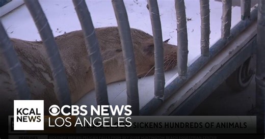 Marine expert discusses domoic acid that is sickening and killing sea life