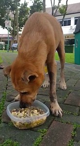 Cherie is doing well. We are so happy to see her eating and know that she will soon be able to come home with us! We are just waiting for her vet to give the ok for her discharge. And amazingly we managed to raise $1.1k yesterday which is enough to cover her bills as of yesterday. We don't know yet how much her bills will be after her discharge, so we have to continue asking for your help and blessings so that our strong fighter may be able to come home with us soon! Paynow: 97659951 Bank accoun