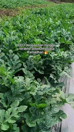 Seedless watermelon 35 days after planting