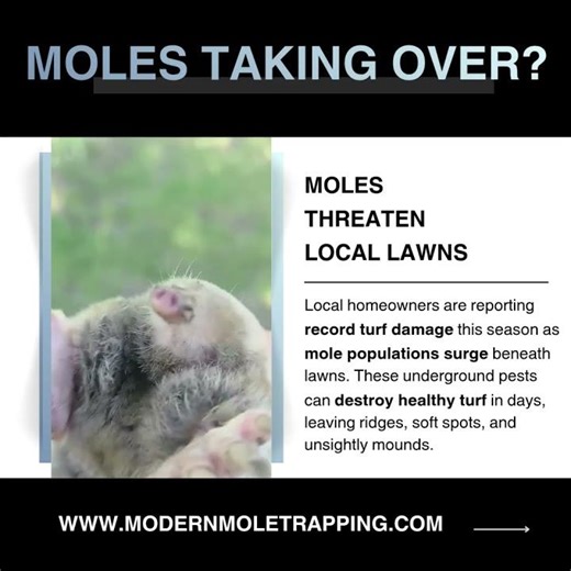 Moles Taking Over Your Yard? Stop Them Fast 💥 | Get The MoleSlayer! #molecontrol #LawnCare