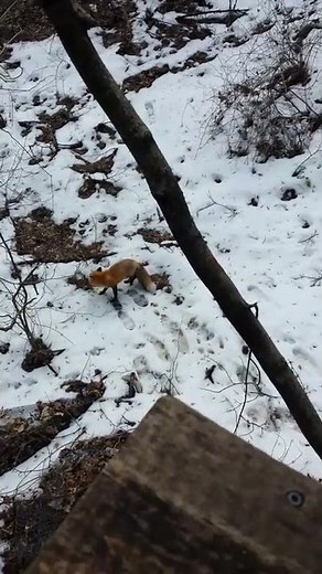 Dog kills Fox