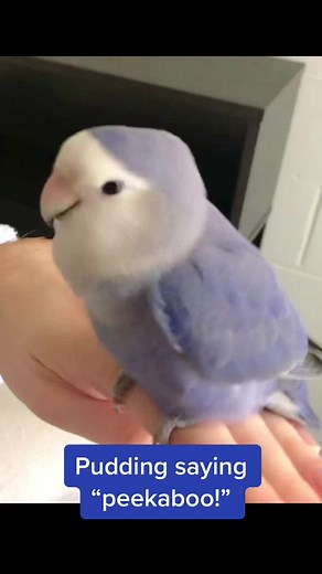 Peekaboo Lovebird Compilation