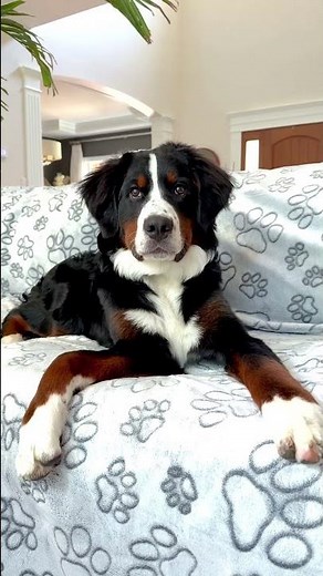 Giant Reusable Puppy Pad! Qeils 72"x72" Washable Dog Pee Pad for Potty & Crate Training