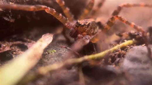 It looks like a scorpion built wrong - and that’s the terrifying part