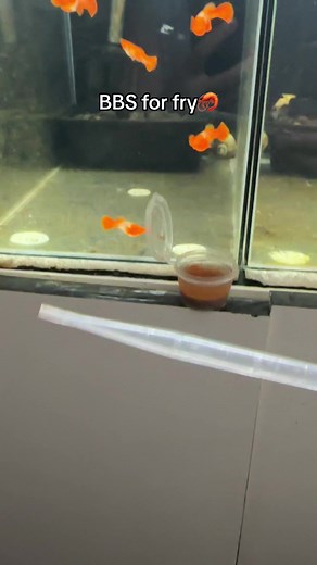 Best Fry Food for Guppy: Baby Brine Shrimp Feeding Guide