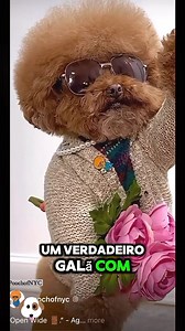 86K views · 5.4K reactions | Domingão do Faustão #viral #meme #humor #comédia #fypシ゚ #foryoupageシ #PetsFelizes #fyp #CleitinhoFubá | catpupy | Facebook