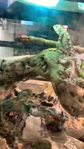 Frilled dragon grow out enclosure gave me ideas