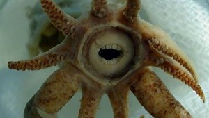 Creepiest Looking Animals In The World