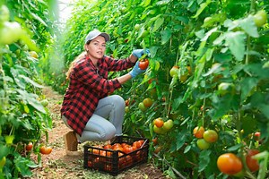 Comment stimuler la croissance des tomates (naturellement) ?