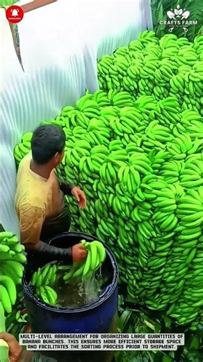 Banana Harvest: Mass Stacking for Large-Scale Shipping #smartfarming #gardeningtips