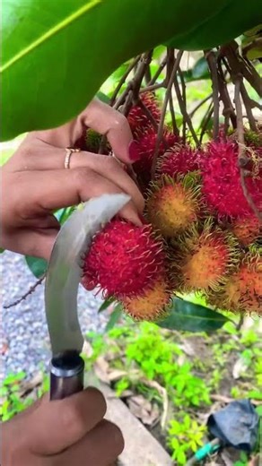 Buah rambutan #viralvideo