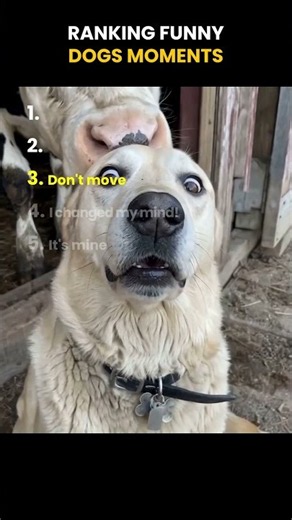Ranking the funniest Dogs Ever! 🐶