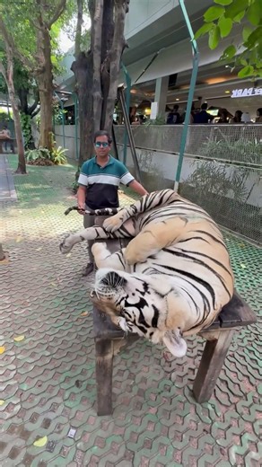 Tiger | Thailand | Tiger Park Pattaya | Photo with Tiger | Places to see in Thailand