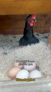 If Hens had a theme song 🐔🥚 #hen #eggs #chickens #backyardchickens #funnyanimals #chickensofinstagram #comedy #chickenhappyhour | Chicken Happy Hour