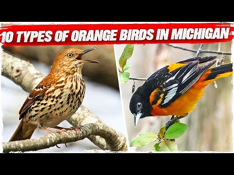 10 Types of Orange Birds in Michigan (with Pictures)