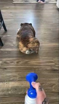 💙🐾 Scared Dog Compilation | Funny & Cute Dog Reactions 🐾💙