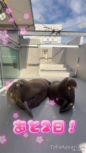 [Toba Aquarium] 2 days until walrus "Tsurara's" birthday‼️ #TobaAquarium #animals #walrus #birthday