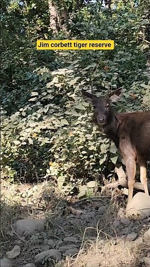 Jim corbett national park safari | wild and nature india #wildlife #jimcorbett #jungle #tigerspotted