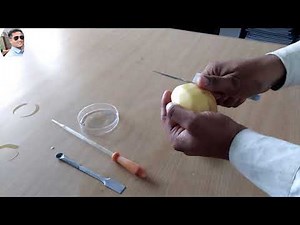 to demonstrate osmosis by potato osmometer class 11th Bio practical ‪@scienceexperimentsvasifali7757‬