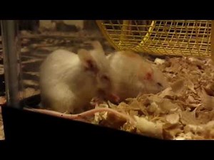 Fancy mouse grooming and nesting with her cagemate