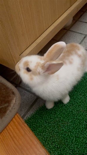 Adorable Bunny Family Playing Together – Cutest Moments Captured