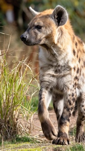 Spotted Hyena VS Dog-Like Hyena Differences
