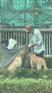 Chó Labrador ở đường Trương Định - Sài Gòn: hai bé đáng yêu