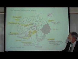 INTRODUCTION TO THE BRAIN by Professor Fink