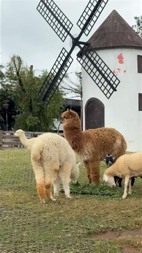 Alpaca 🦙 🤍🤎 #animals #shorts