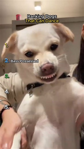 Ranking the Smoothest Dog Moves #shorts