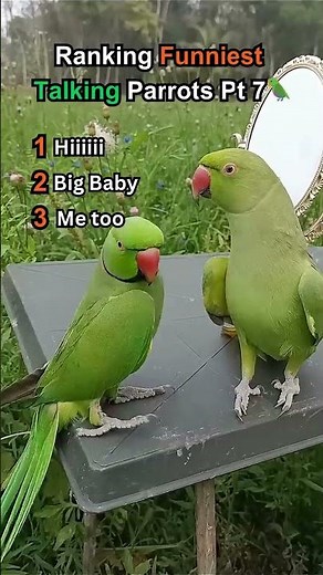 Funniest Talking Parrots Compilation! 🦜🤣
