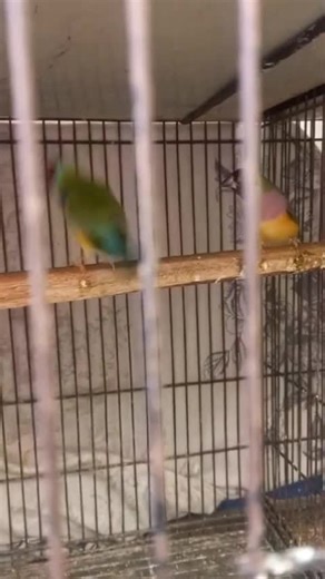 #finch aviary,star finch aviary,aviary,bird aviary,gouldian finch aviary,zebra finch aviary,aviary birds,lady gouldian finch aviary,finches aviary,mixed aviary,finch bird aviary,breeding finch aviary