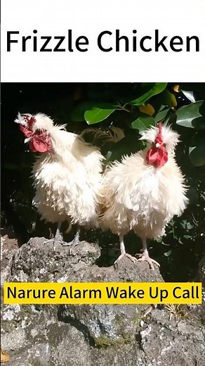 Frizzle rooster crowing in the countryside - It's time to get up and work