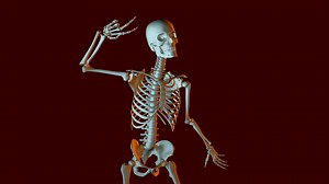 Dancing Skeleton Animation Stock Motion Graphics SBV-300272916 - Storyblocks
