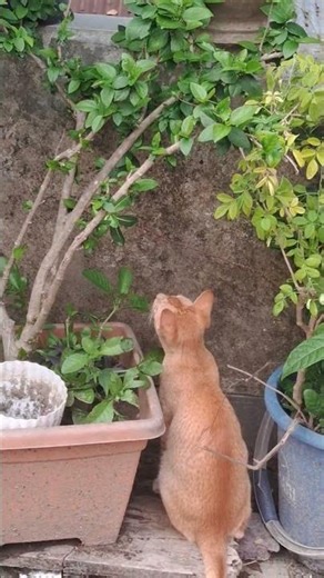 🌿🐱#cat wanna catch #bugs #catshorts #catshorts #browncat #cats #petshorts